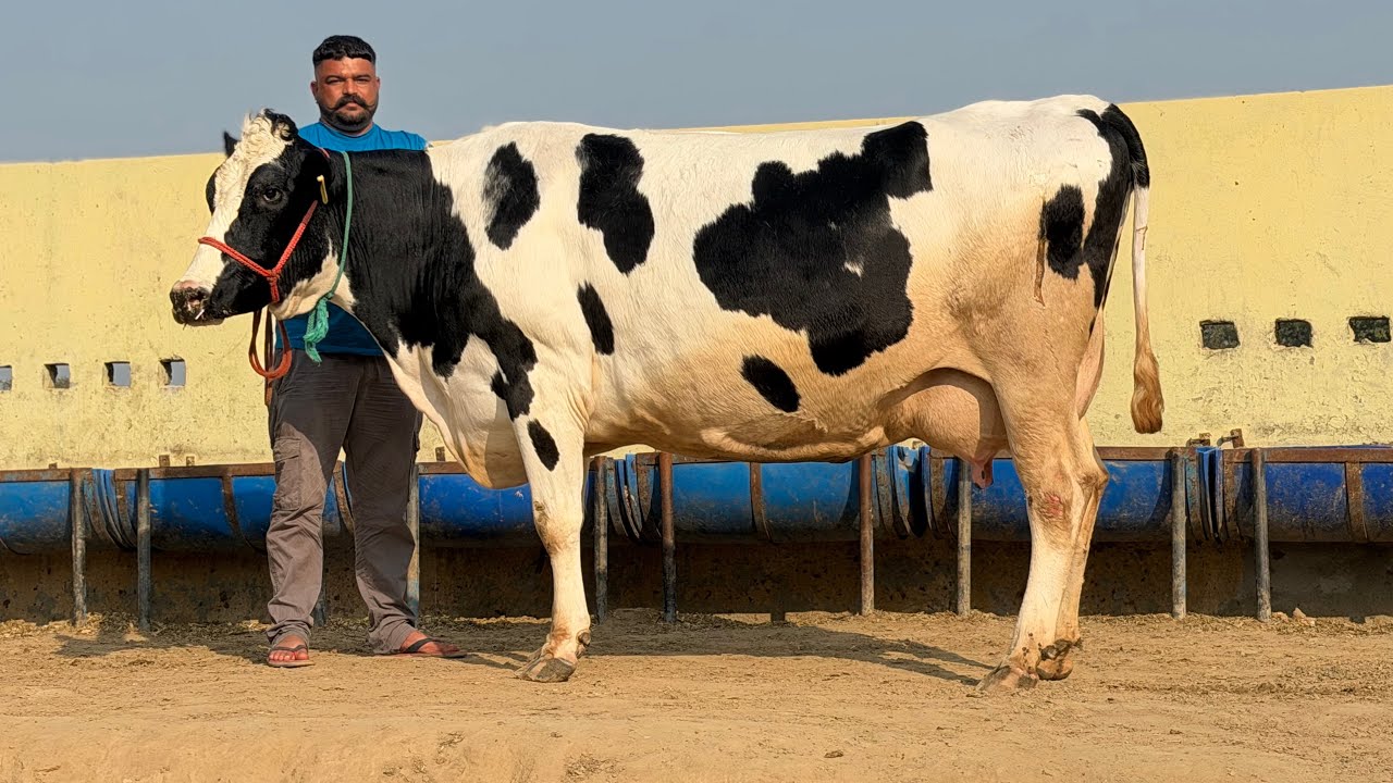 95308-01956,  30 ਗਾਵਾਂ ਵਿਕਾਊ ਪ੍ਰਦੀਪ ਲੋਹਾ ਖੇੜਾ ਜਿਲ੍ਾ ਸੰਗਰੂਰ
