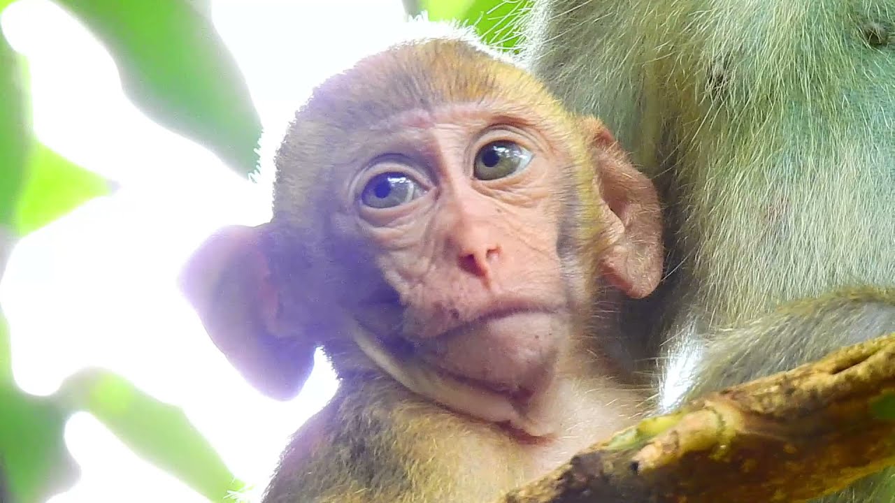 SADNESS...SO PITIFUL POOR ABANDON BABY ELPIDA GOT BIG INJURY AND WEAKESS