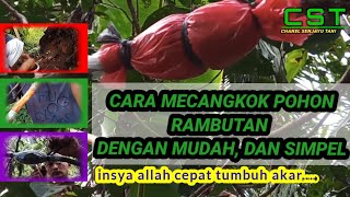Cara mencangkok pohon Rambutan dengan mudah dan insya allah cepat tumbuh akar #mencangkok