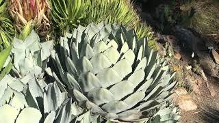 UC Berkeley Botanic Garden