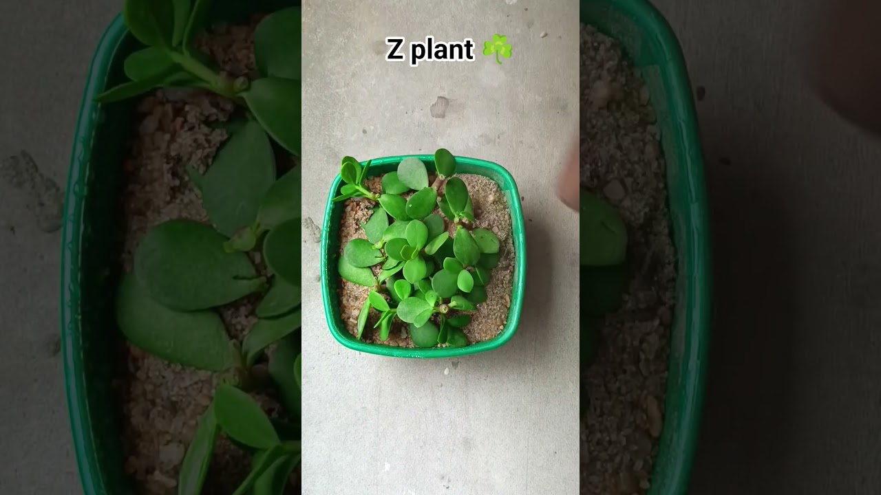 Z Plant / Crassula Ovata Plant 🪴
