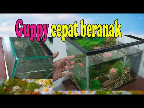 Memelihara Ikan Guppy di Mini Aquarium Bisa Beranak - YouTube
