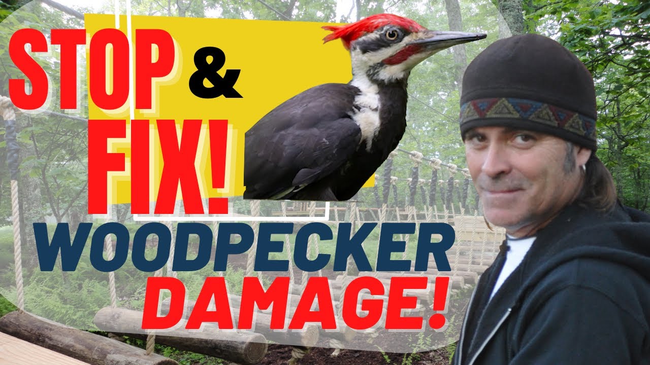 Challenge Course Pro Tips WOODPECKERS How To Apply DETERRENTS And challenge-course-pro-tips-woodpeckers-how-to-apply-deterrents-and