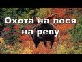 Охота на лося на реву видео онлайн 2012-2013 Moose hunting Russia.