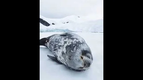 А вы слышали, как мурчат морские котики?