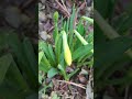 first daffodils of spring #garden #gardening #flowers