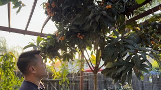 Loquat - One of the Easiest Fruit Trees to Grow