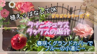 【ガーデニング】植えっぱなしでOK ラナンキュラスラックスの紹介　ピカピカシリーズ✨　春咲くグランドカバーでブルーの小道に…