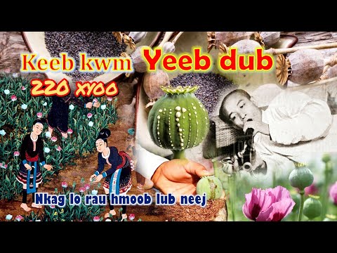 Video: Zoo heev sawv thiab qhov kawg ntawm qhov kev tshawb pom ntawm cov plooj (porcelain) Dmitry Vinogradov