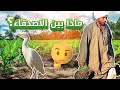 ابو قردان و الفلاح صداقة فرقتها المبيدات الزراعية