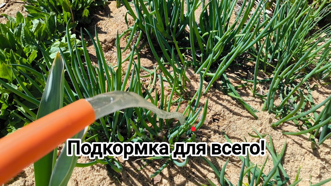 ЦЕЛАЯ БОЧКА УДОБРЕНИЙ из ничего! Самое лучшее весеннее удобрение за 5 минут.