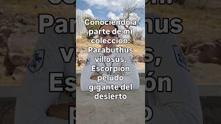 Conociendo mi colección: Parabuthus villosus #mascotas #escorpiones #fyp #shorts