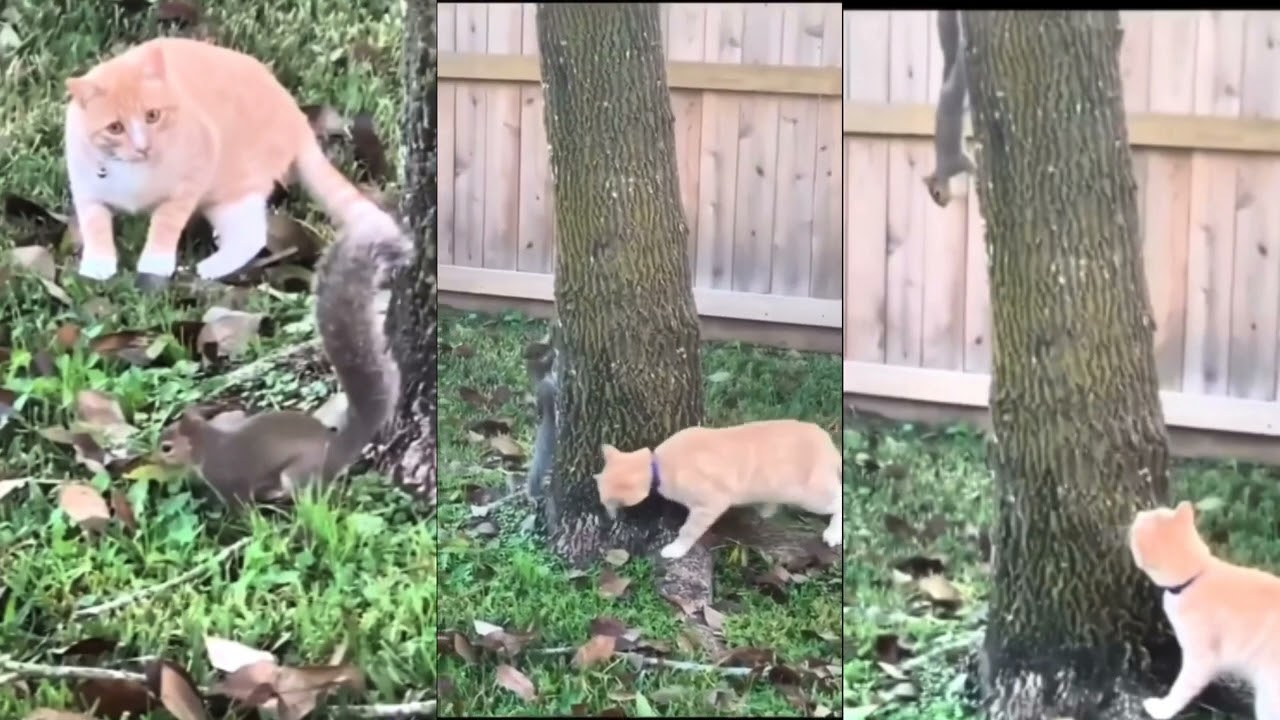 squirrel sounds/কাঠবিড়ালী & বিড়াল মজার ভিডিও/cat & squirrel funny/funny cat and squirrel video/