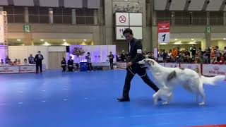 Borzoi Breed Judging  Dog Champion Class         2024 Japan Kennel Club Sakura Annual Show