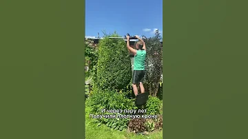 Секрет пышной, плотной туи прост - это постоянная стрижка 👌