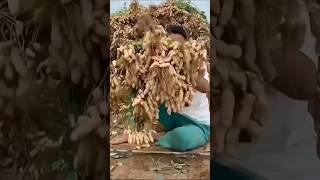 New Technique For Growing Peanuts peanut peanutbutter farming garden viral shorts
