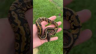 Acid babies!!! #snake #acid #ballpython #reptiles #animals #gunsnroses