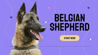 Unleashing the Extraordinary: A Comprehensive Guide to Belgian Shepherds.