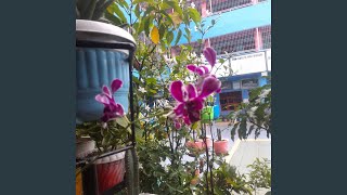 Ku Percaya Takdir Indah
