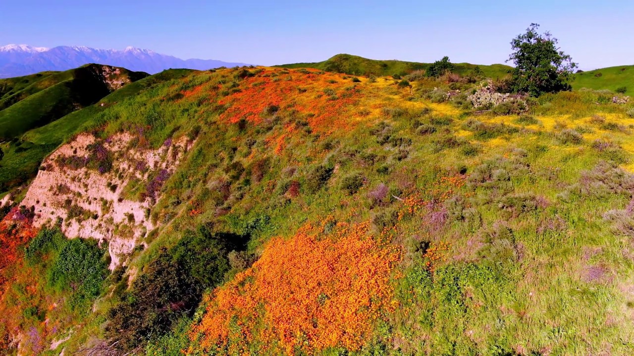 Superbloom Chino Hill, CA in 4K YouTube