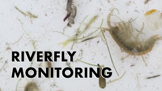 Riverfly Monitoring