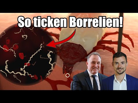 Video: Kan Katter Få Borreliose?