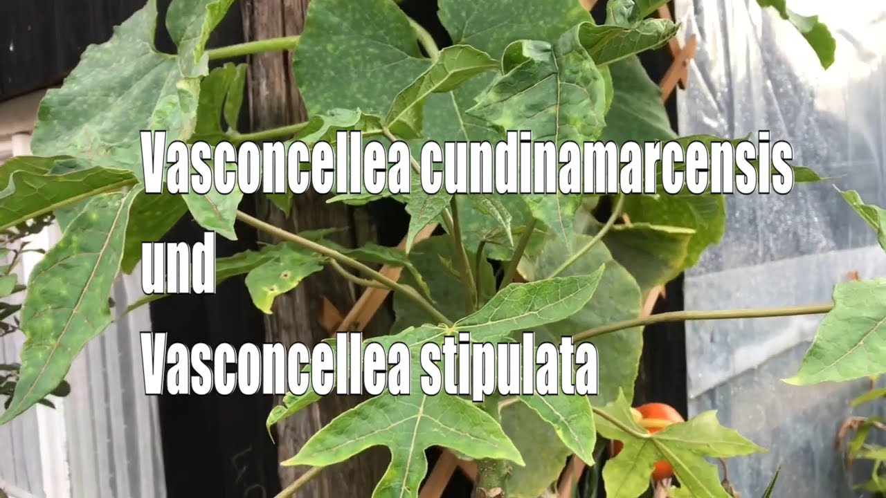 Babaco richtig benennen: Vasconcellea × pentagona statt Bergpapaya