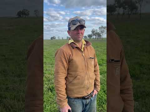 Productive Pasture w/ Harry Pye of Gingie Station