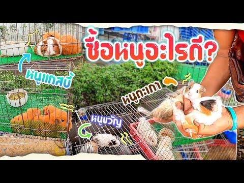 เดินตลาดสัตว์เลี้ยง จตุจักร หาซื้อสมาชิกใหม่เข้าบ้าน...!