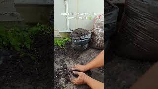 Used growing media is not trash.Mix it with nutrient-rich soil,and it’s ready to grow again.