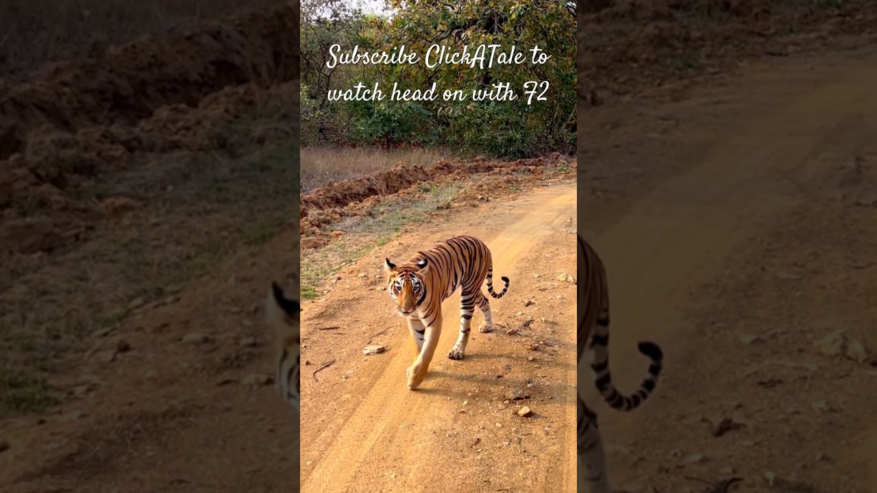 Territory of F2 | Tiger sighting 