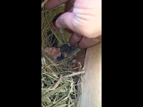 My java finch nest