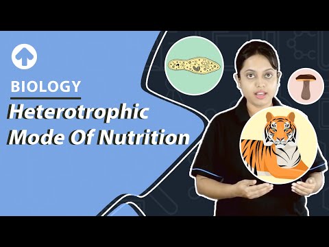Heterotrophic Mode of Nutrition | Biology