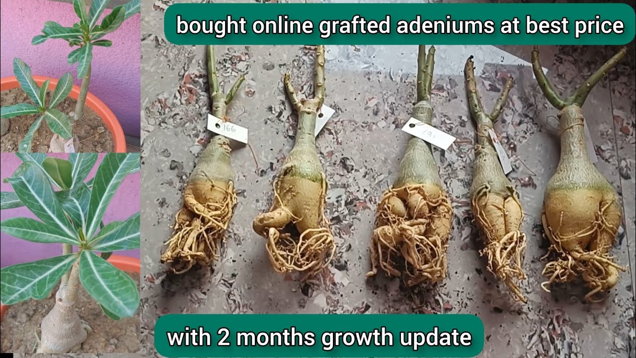 buy grafted adeniums at best price | with 2 months update - YouTube