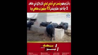 Mehran TV || Radhan: Armed Attack Over Money Dispute, 2 Abducted and 15 Buffaloes Taken Away