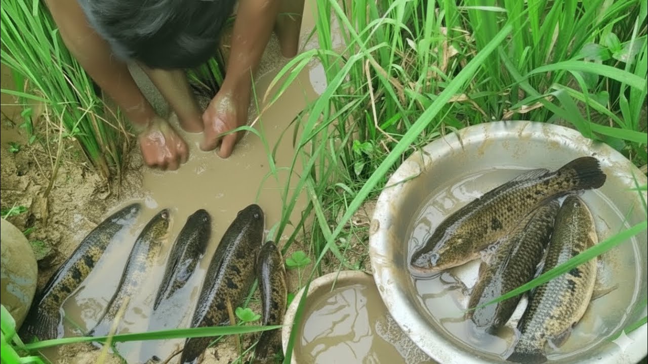 Village Boy Catches Plenty of Taki Fish Using a Unique Method in the ...