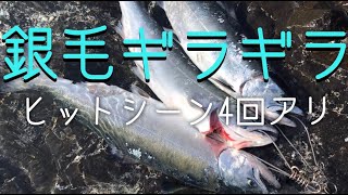 ado銀毛ギラギラ