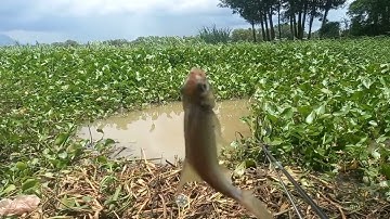 Bữa nay đi Câu Cá Sông Vàm Cỏ. Cầu Gò Chai Điểm Câu Quen Thuộc Ở Châu Thành Tây Ninh