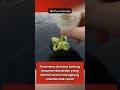 Childhood Games #uniquefacts #worldfacts #viral #reels