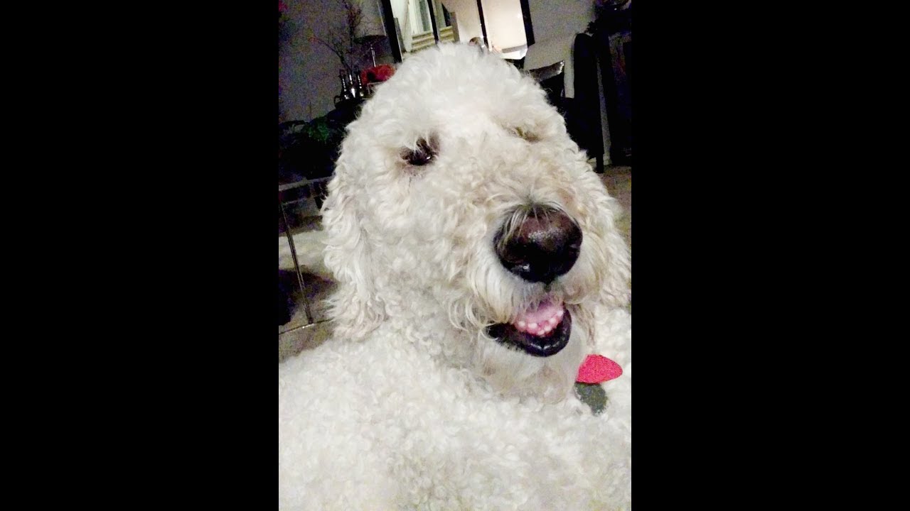 Wonder Woman Turns into a Dog!