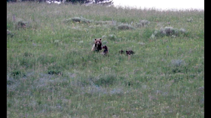 Into the Grizzly Zone - this is an amazing place, but know that grizzlies are everywhere.