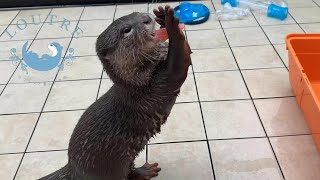 【双子のカワウソ】おだしとおつゆと初めてのスイカ　Otter　Odashi & Otsuyu eat a watermelon for the first time