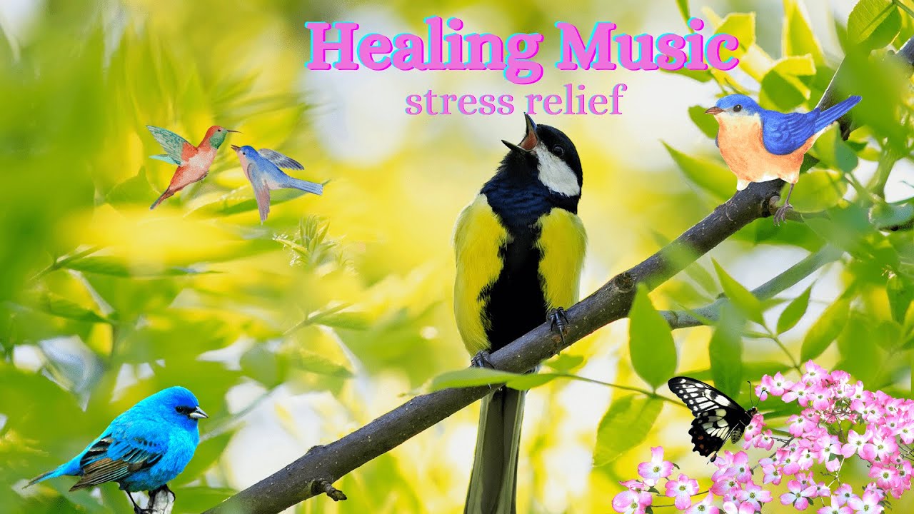 RELAXATION PLACE, Nature bird songs, Mindfulness meditation, piano