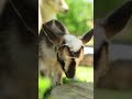 Bizzy 🐝#katievanslyke #goats #minigoat
