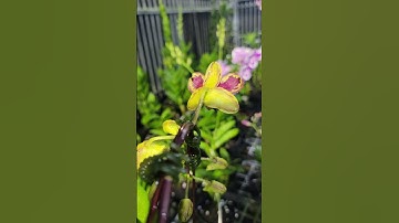 em Chúc cả nhà một buổi tối vui vẻ