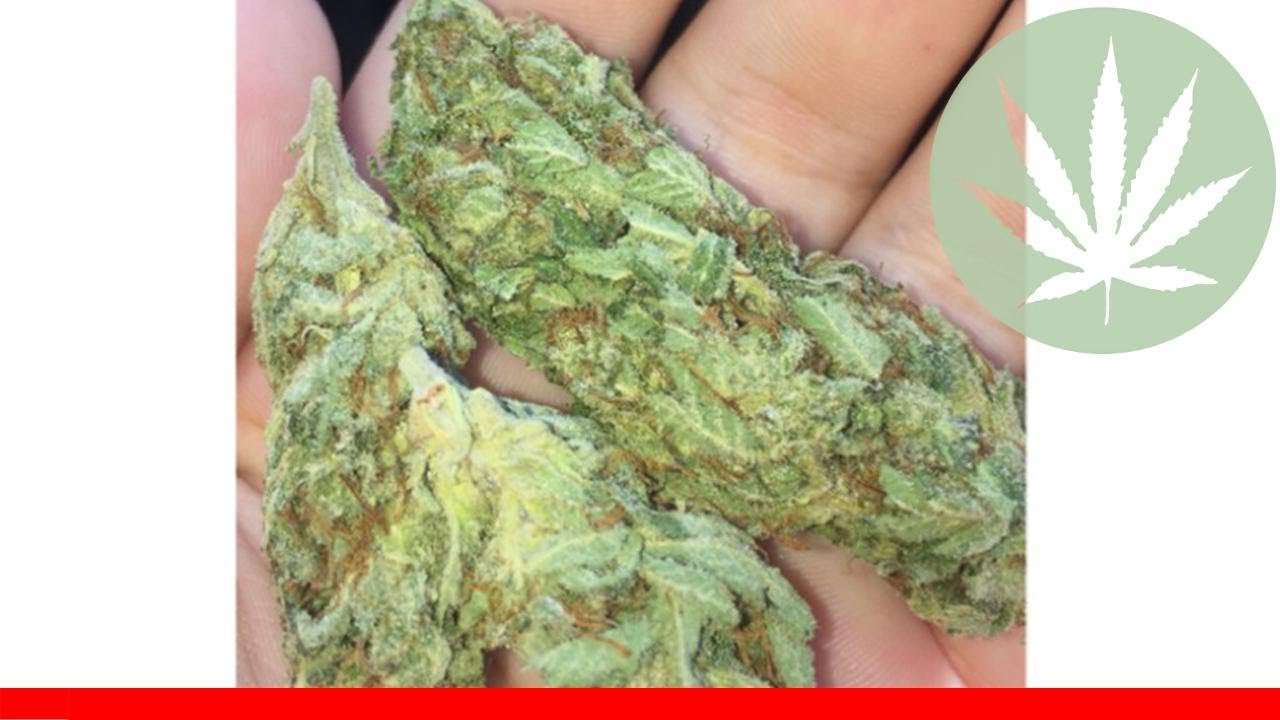 Sour Bubble - All About This Strain