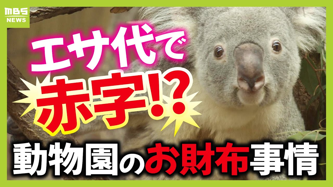 コアラのエサ代は年間1,000万円！？でも入園料収入は費用の６割...公営動物園の『お財布事情』「推し」動物への寄付にグッズを展開する園も（2024年11月13日）