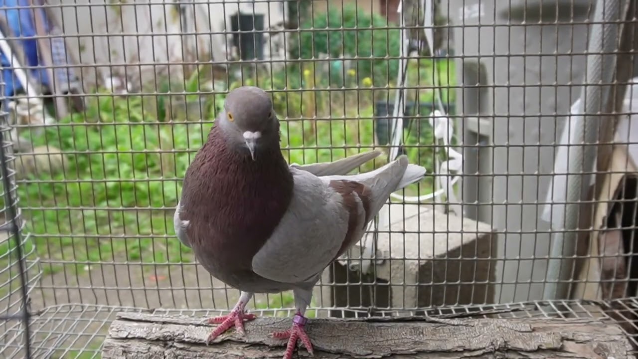 A Family: Identical in Looks, Roller Pigeon 2023