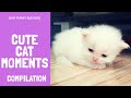 CUTE CATS MOMENTS