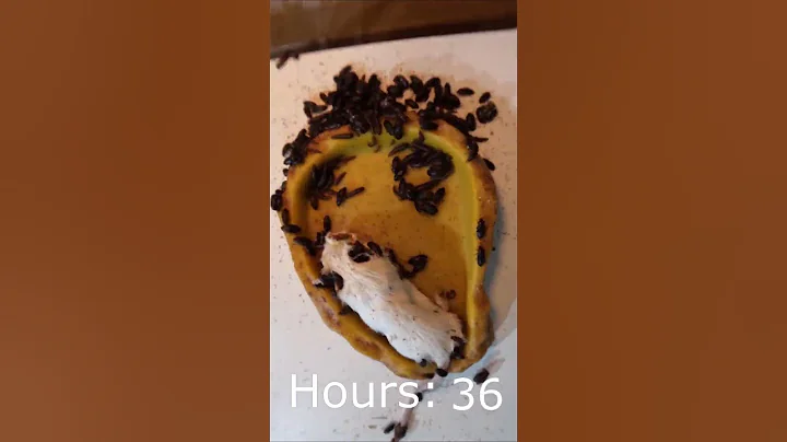 Flesh-eating Beetles Clean a Large Mouse To The Bone #timelapse #dermestidbeetles #mouse